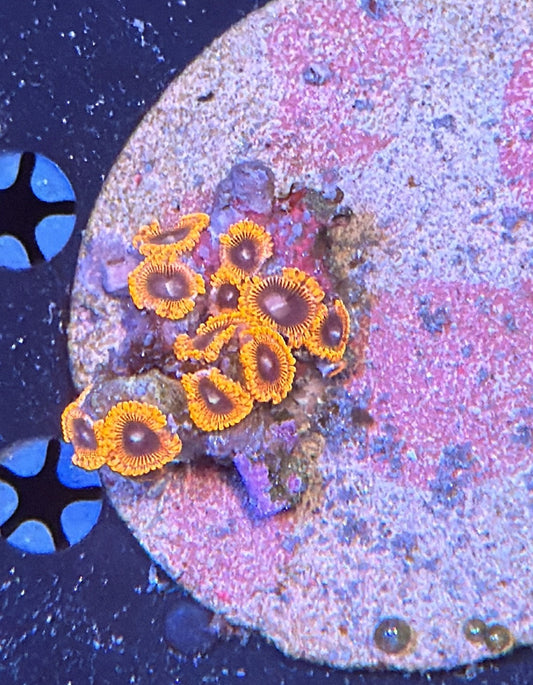 Zoa mini colony