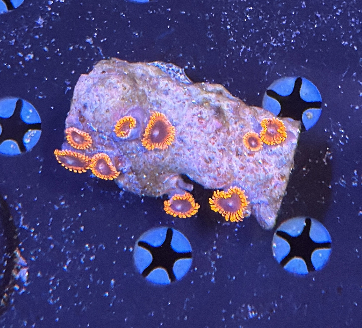 Zoa mini colony