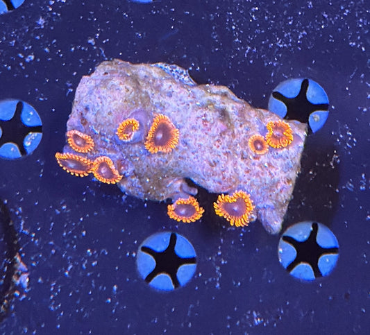 Zoa mini colony