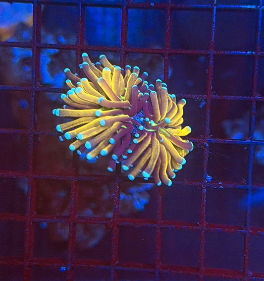 Tiger torch double can't frag