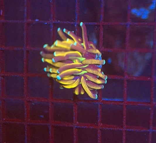 Tiger torch