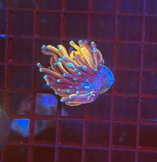 Tiger torch