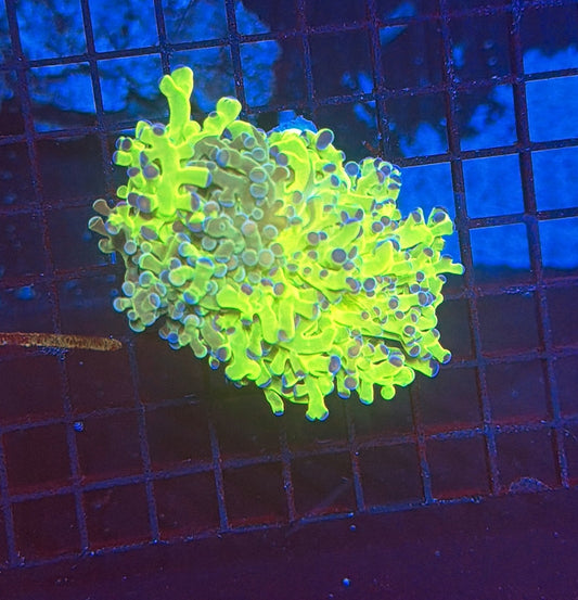 Malay graft frogspwan tank grown ZM
