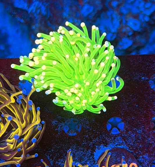 Pink tip Grail