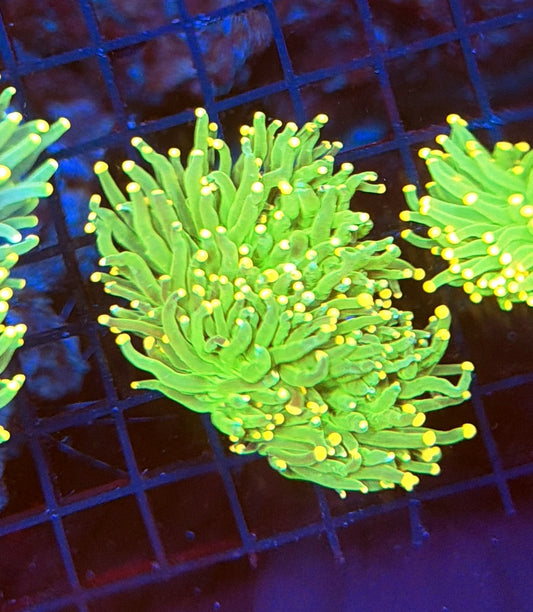 Yellow Tip Torch no flesh recovery head (read carefully below)