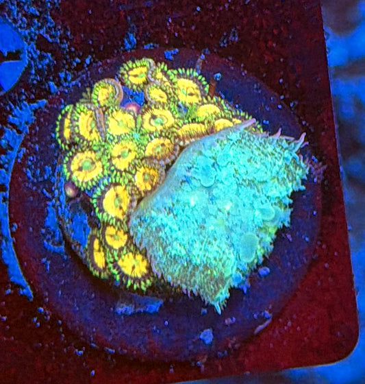 boucne shroom and zoa mix