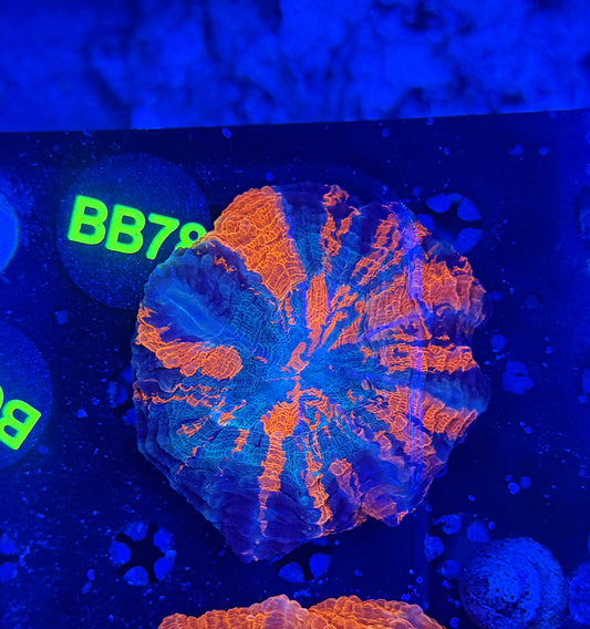 Ultra acantho bb78