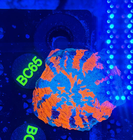 Ultra acantho BC65