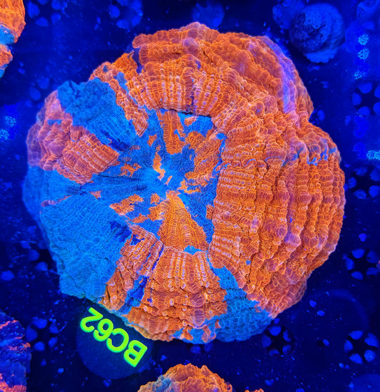 Ultra acantho BC 62