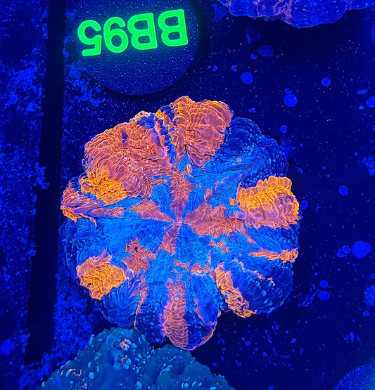Ultra acantho BB95