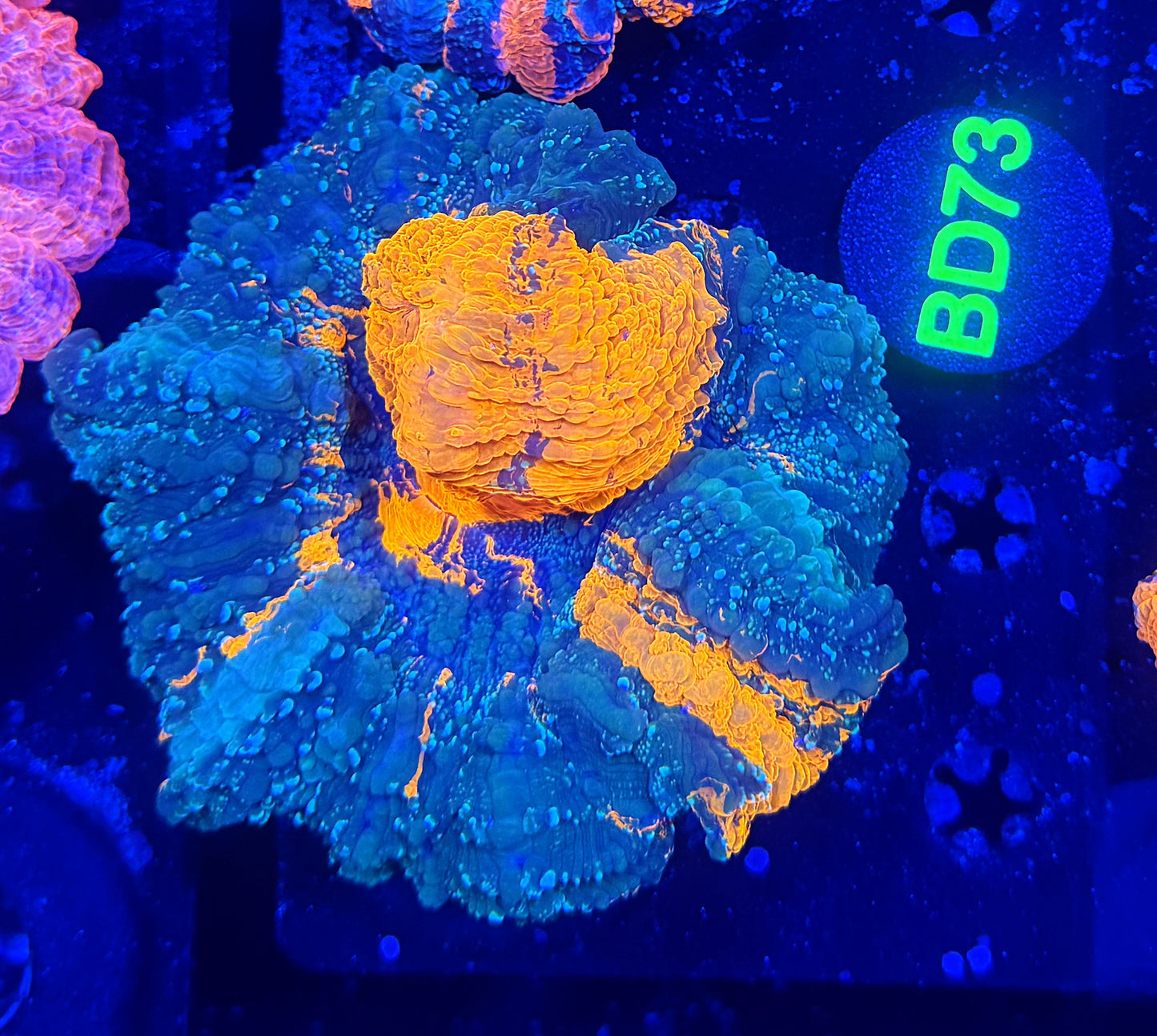 Ultra acantho BD73