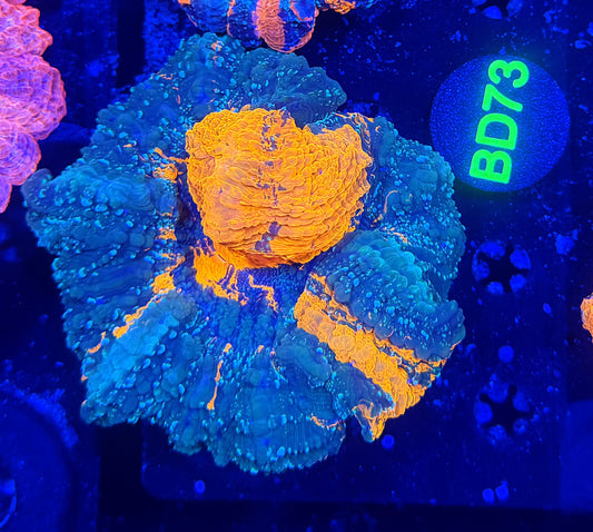 Ultra acantho BD73