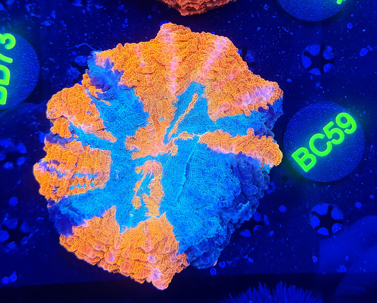 Ultra acantho BC59