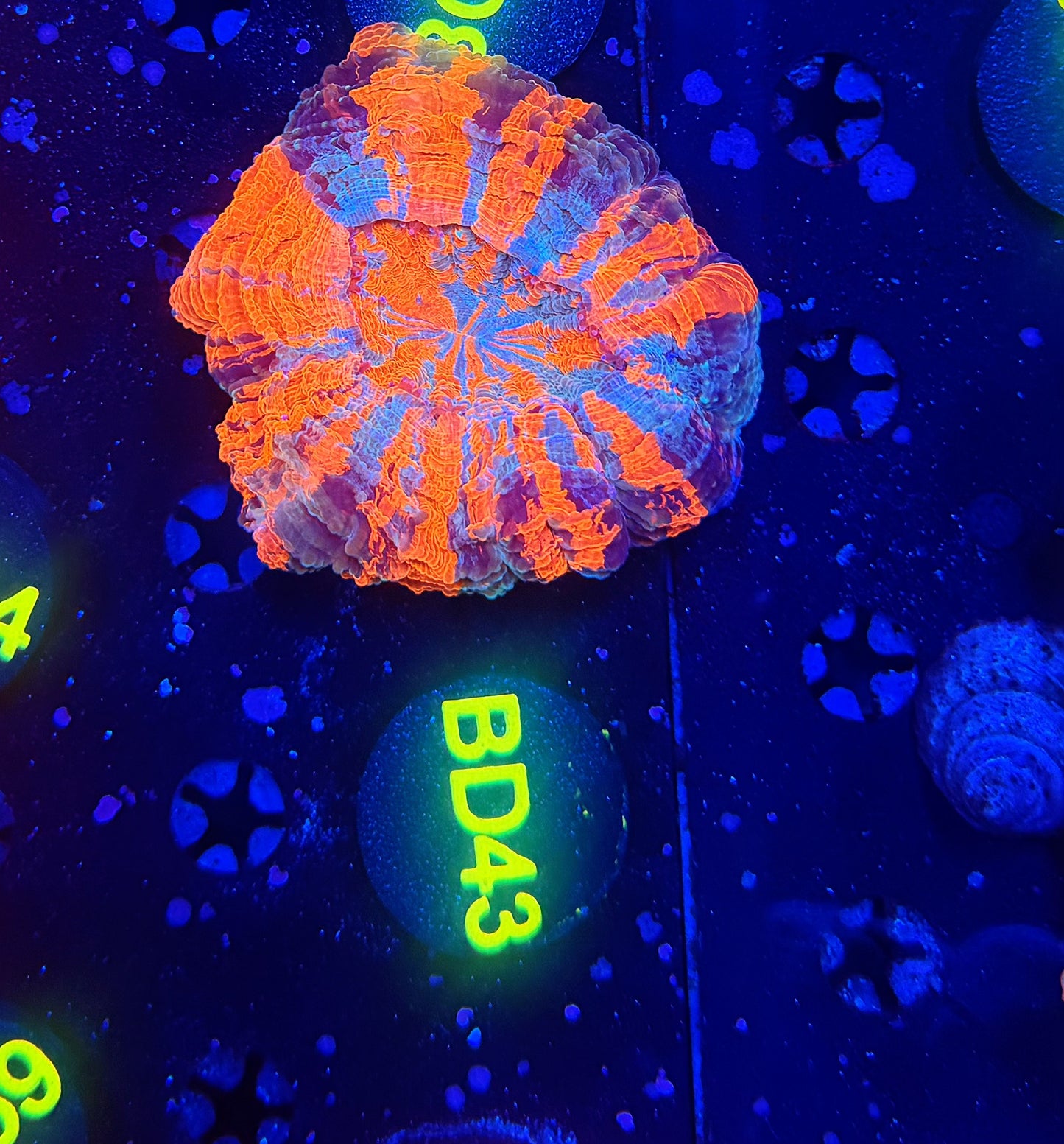 Ultra acantho BD43