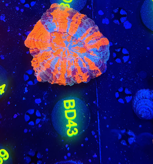Ultra acantho BD43