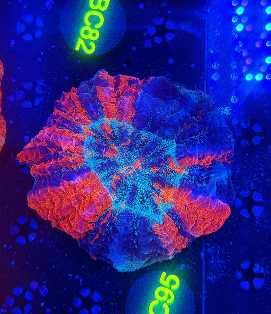 Ultra acantho BC95