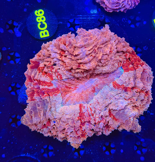 Ultra acantho BC86
