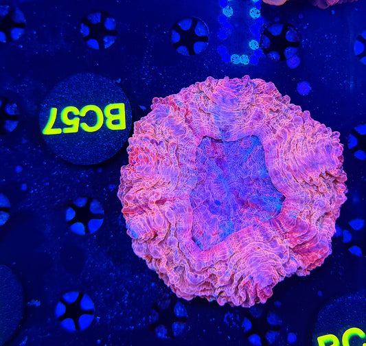 Ultra acantho BC57