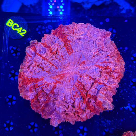 Ultra acantho BC42