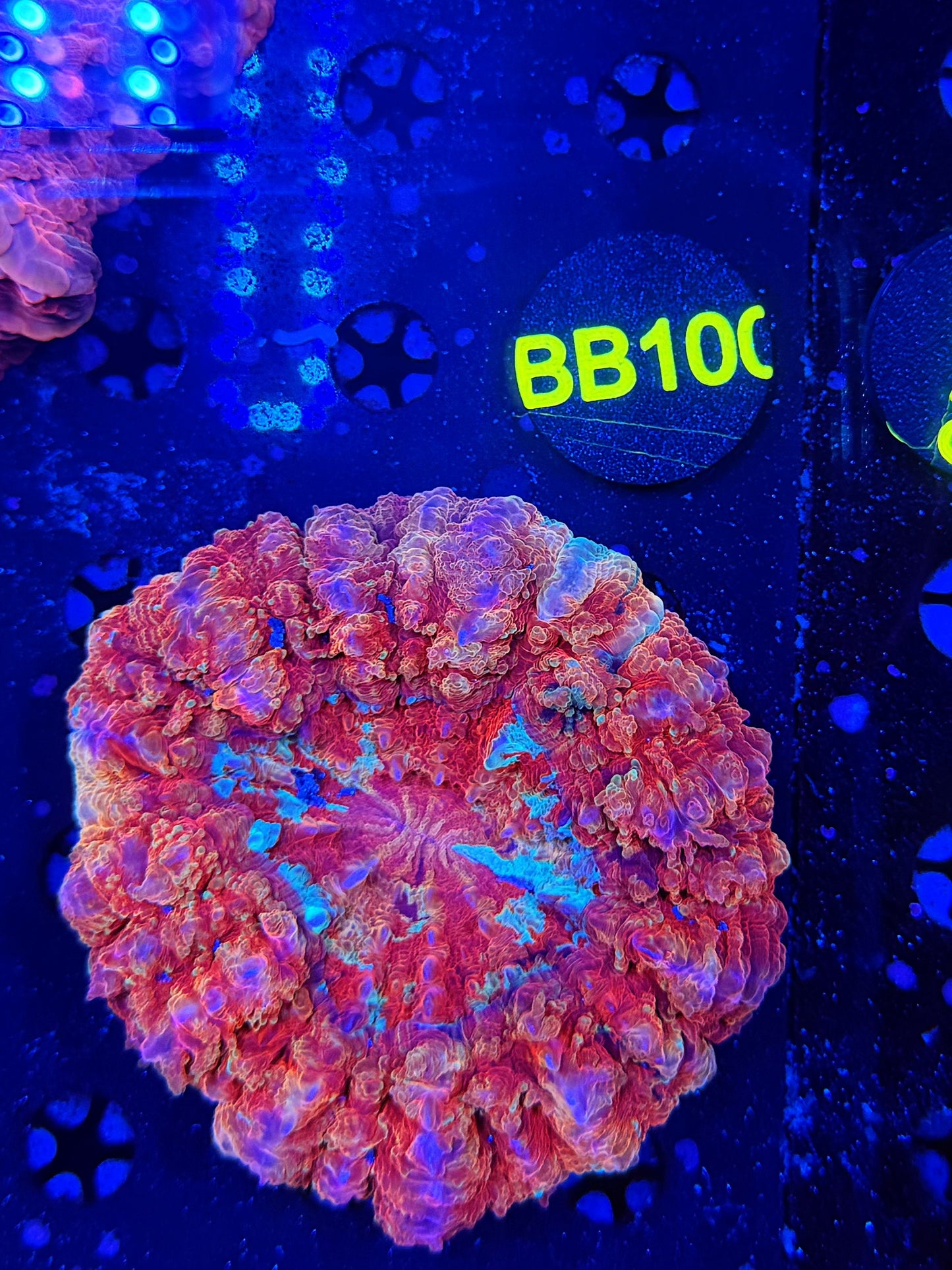 Ultra acantho BB100