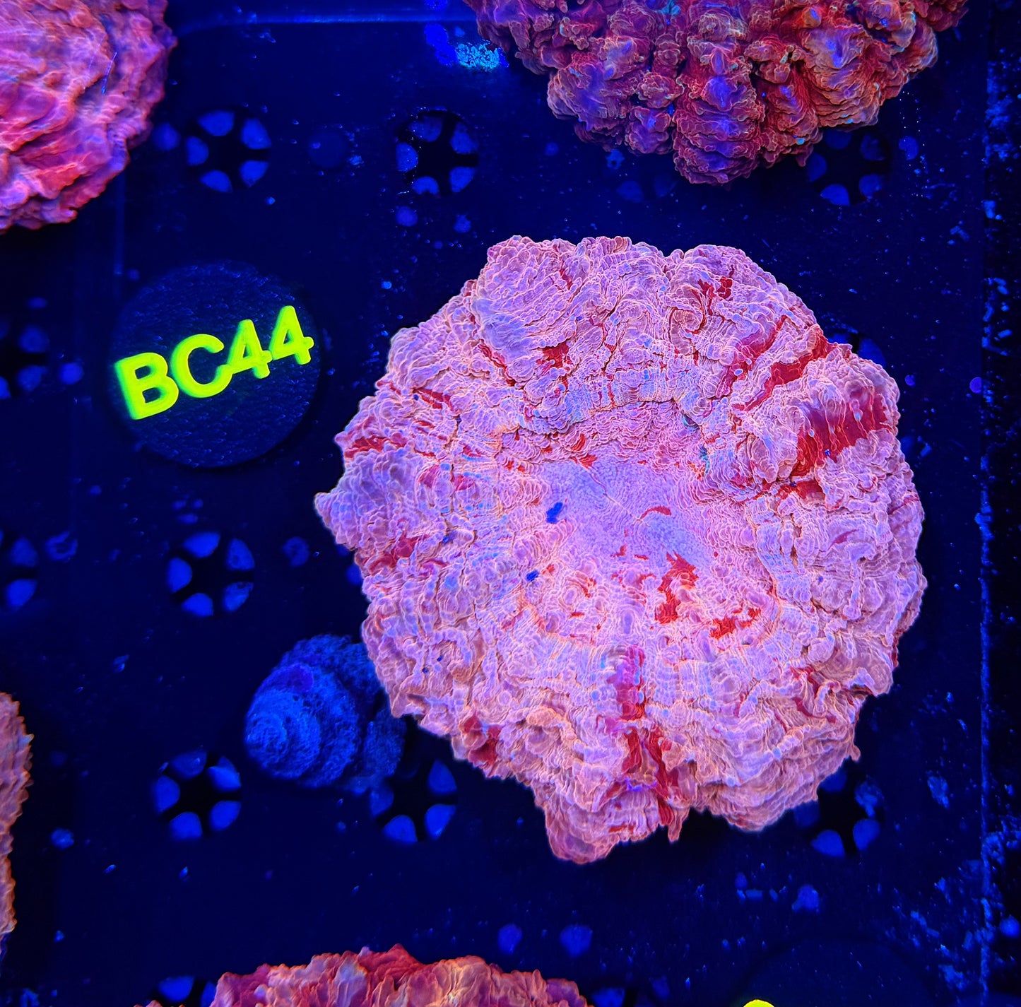 Ultra acantho BC44
