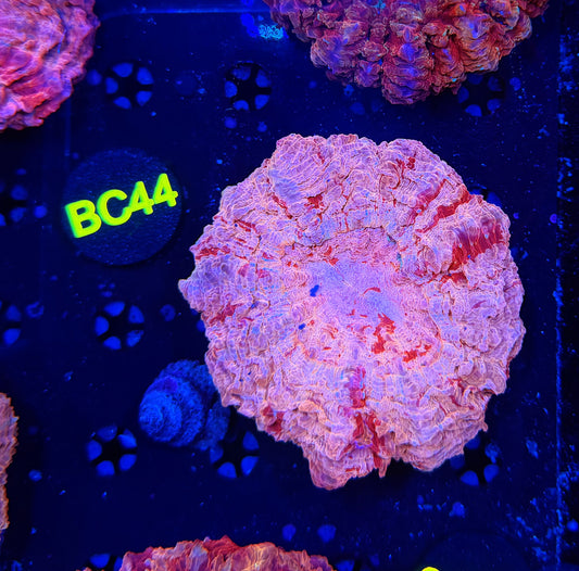 Ultra acantho BC44