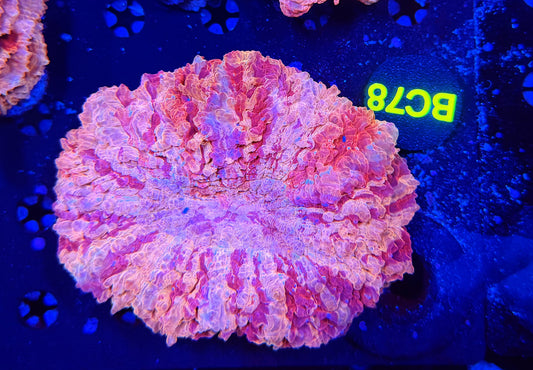 Ultra acantho BC78