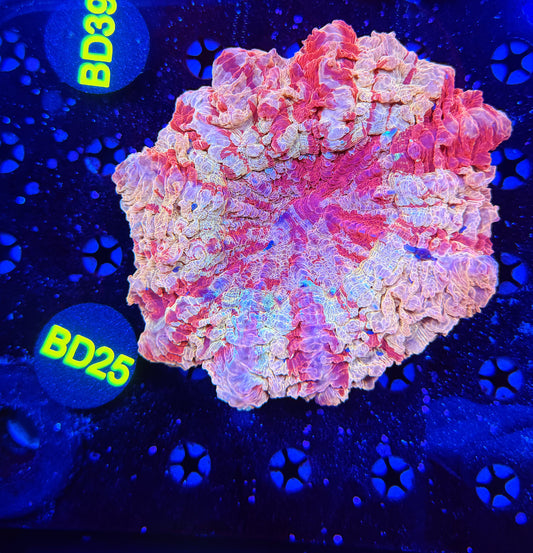 Ultra acantho BD25