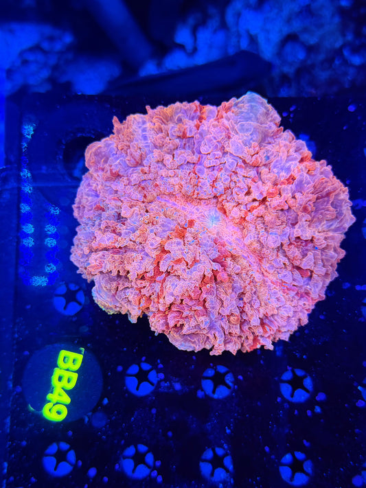 Ultra acantho BB49