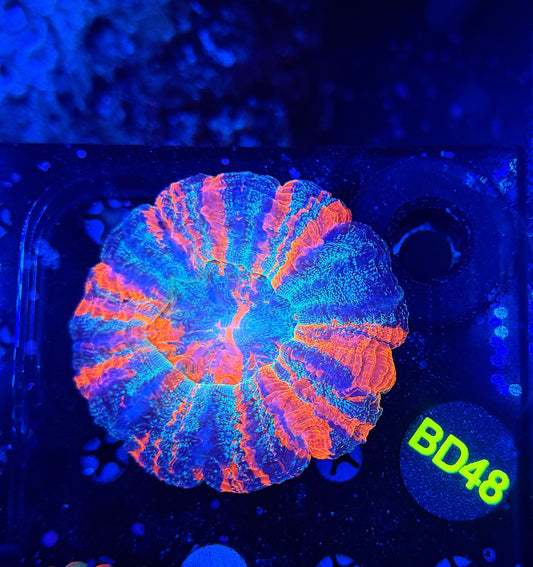Ultra acantho BD48