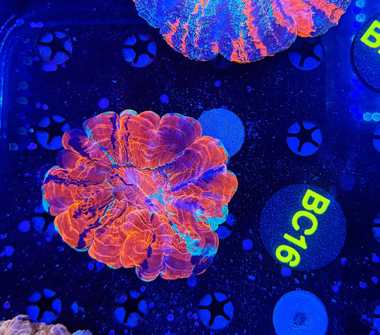 Ultra acantho BC16