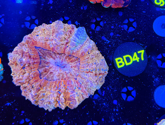 Ultra acantho BD47