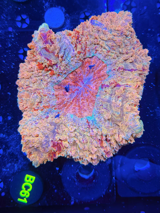 Ultra acantho BC61