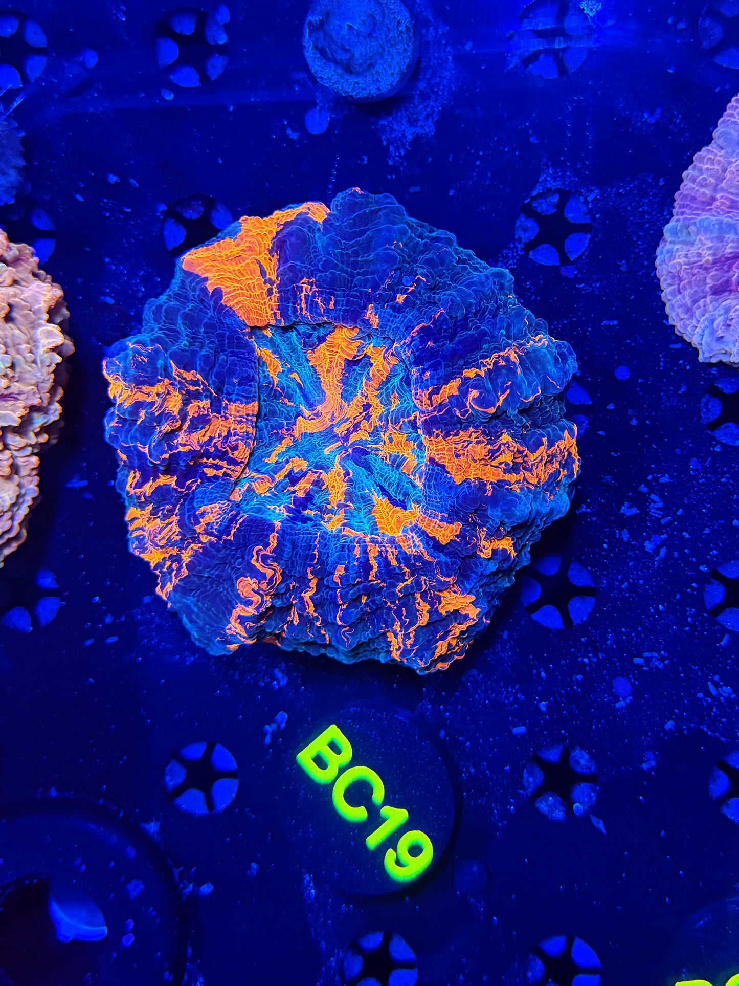 Ultra acantho BC19