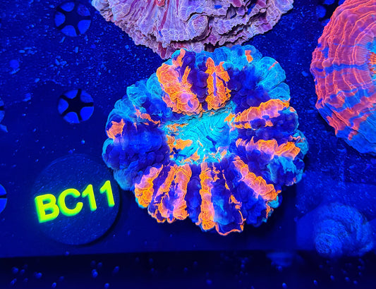 Ultra acantho BC11