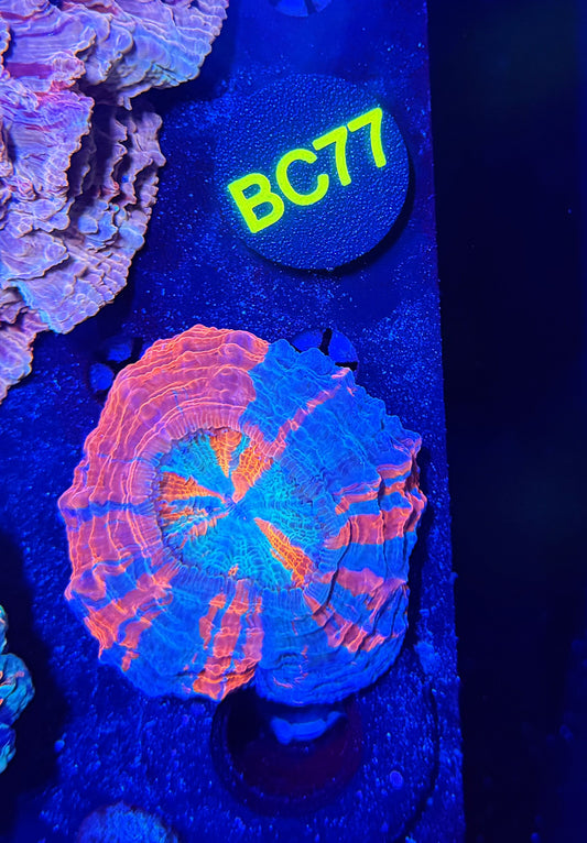 Ultra acantho BC77