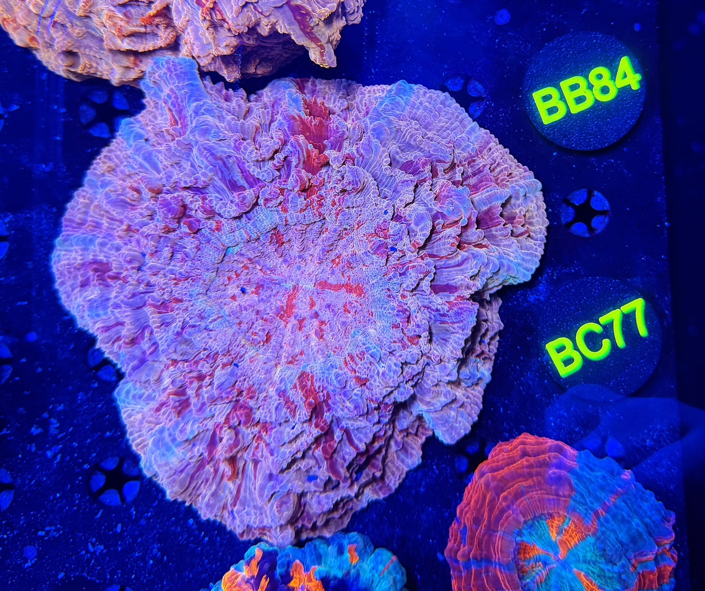 Ultra acantho BB84
