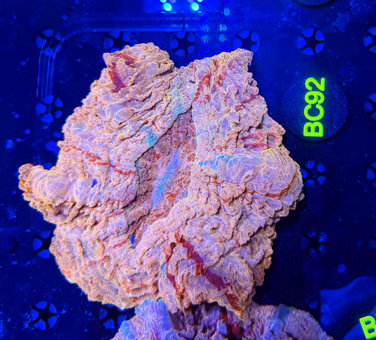 Ultra Acantho BC92