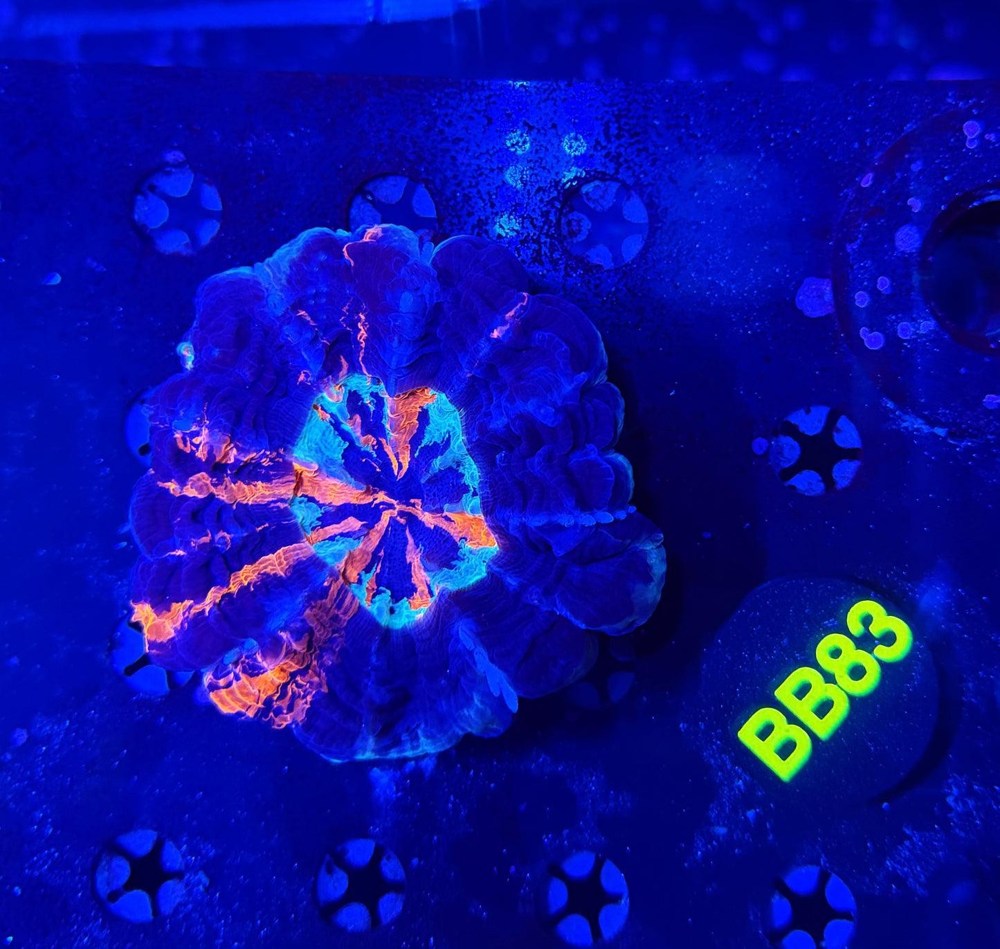 Ultra Acantho BB83