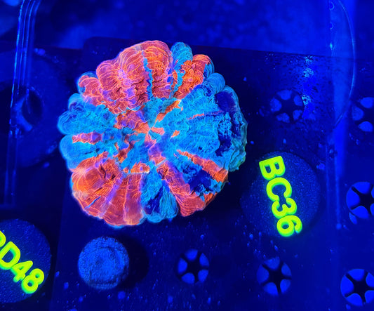 Ultra Acantho BC36