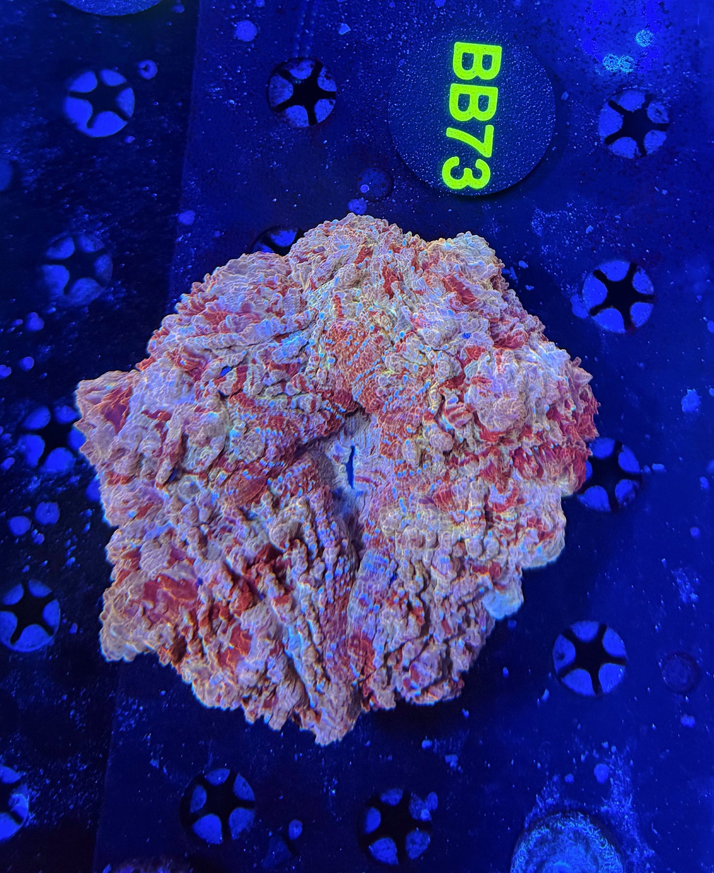 Ultra Acantho BB73