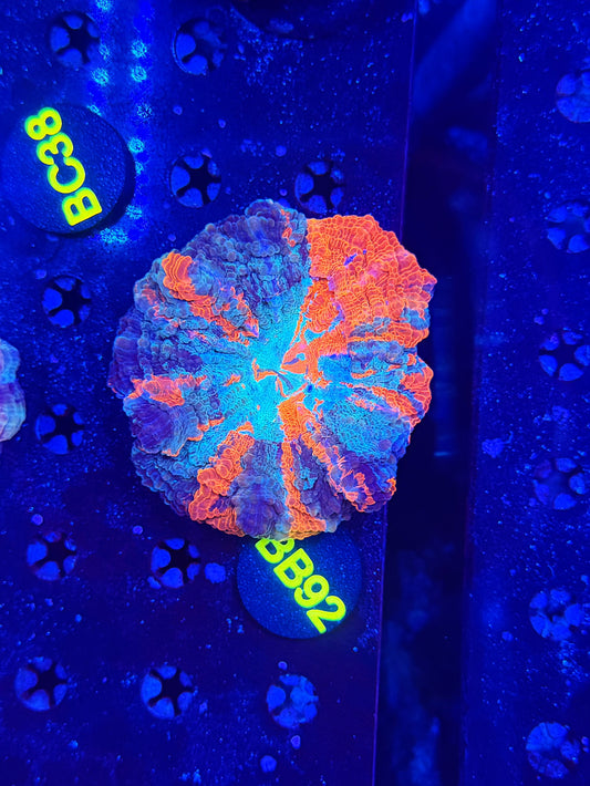 Ultra Acantho BB92