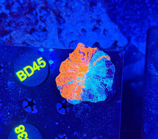 Ultra Acantho BD45