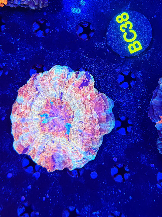 Ultra Acantho BC38