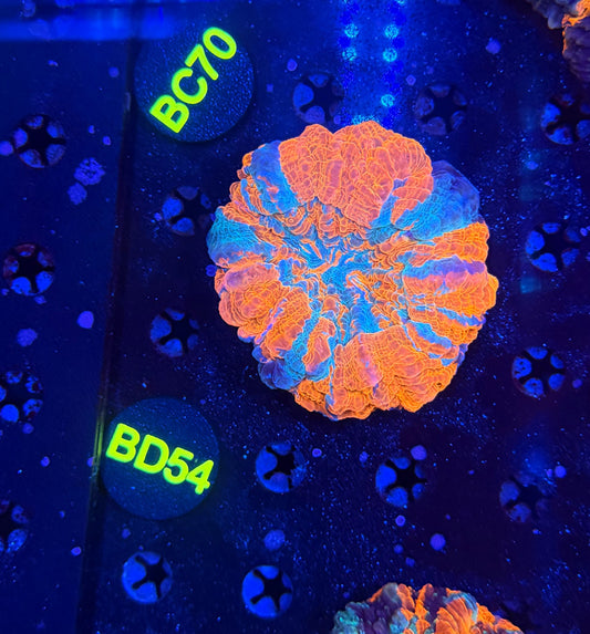 Ultra Acantho BD54
