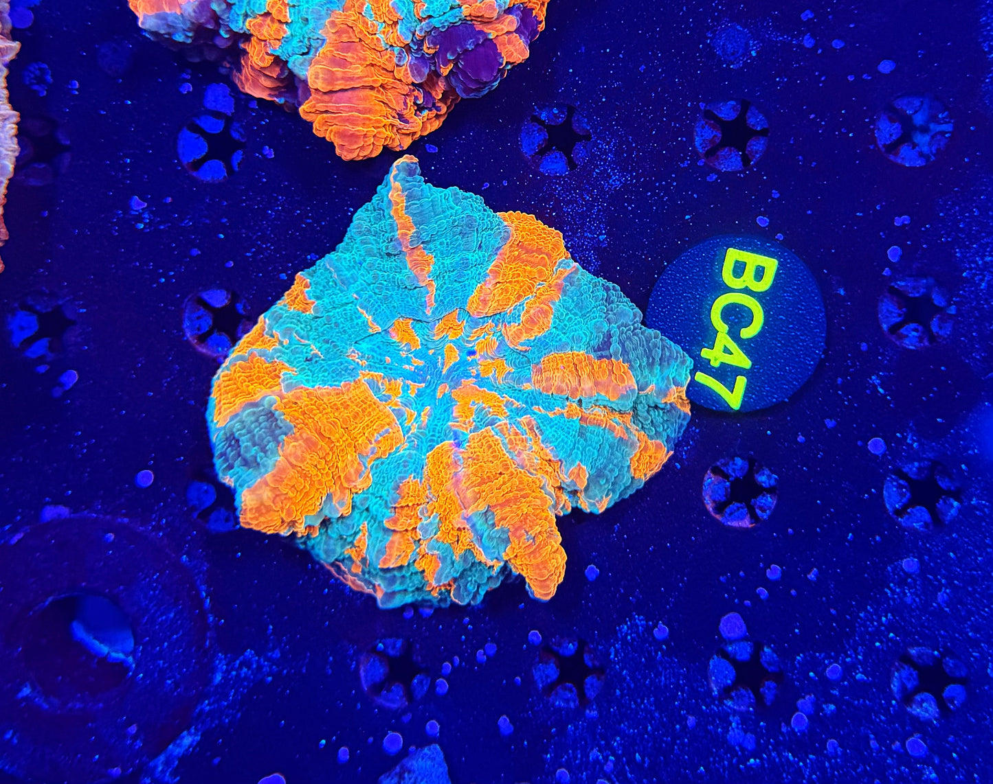 Ultra Acantho BC47