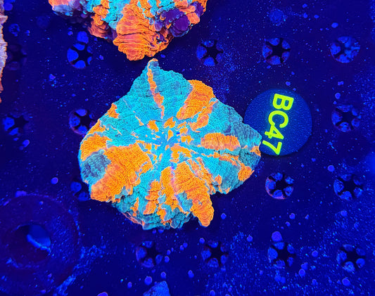 Ultra Acantho BC47