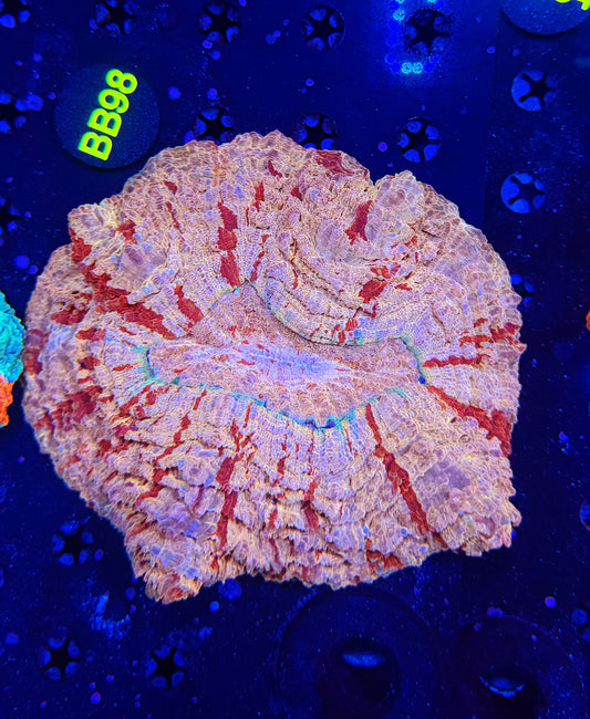 Ultra Acantho BB98
