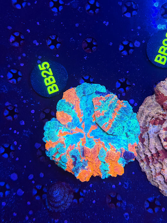 Ultra Acantho BB25