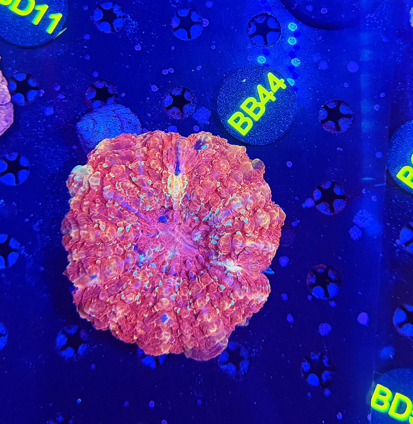 Ultra Acantho BB44